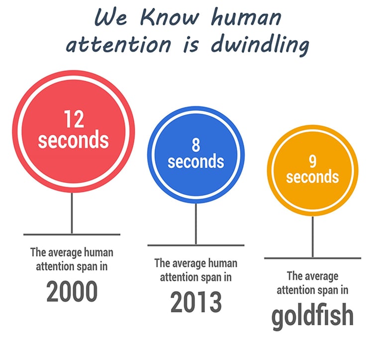human attention span